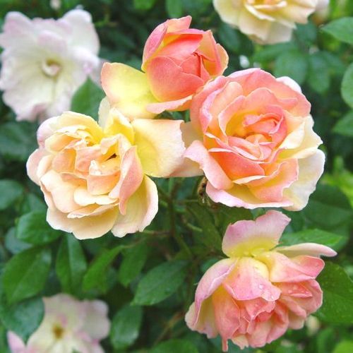 Rosa  Phyllis Bide - žlutá - Stromková růže s drobnými květy - stromková růže s převislou korunou